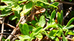 Salvia mellifera