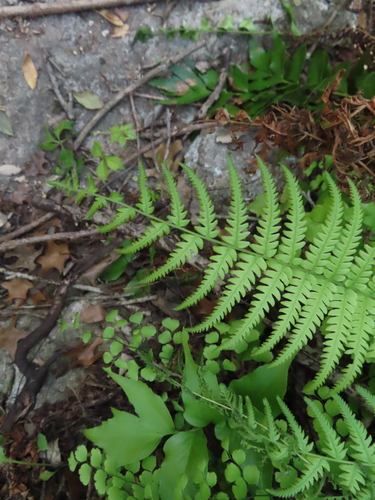 Image of Ovate Maiden Fern (Pelazoneuron ovatum) by (c) Eric Schmidt, some rights reserved (CC BY)