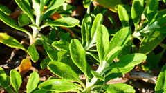 Salvia mellifera