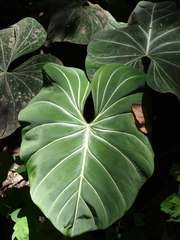 Philodendron gloriosum