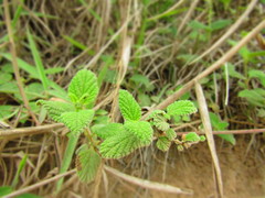 Lantana velutina