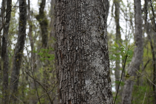 Image of Nyssa aquatica by (c) Ryan Watson, some rights reserved (CC BY)