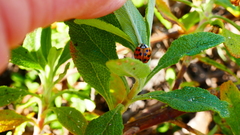 Harmonia axyridis