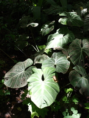 Philodendron gloriosum