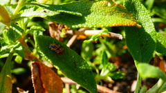 Harmonia axyridis
