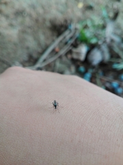 Stegomyia