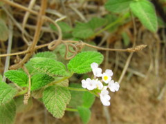 Lantana velutina