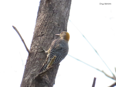 Melanerpes aurifrons