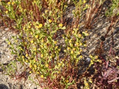 Amblyopappus pusillus