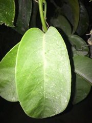 Passiflora ambigua