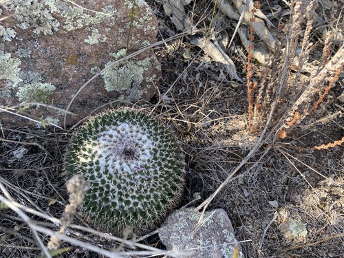 Foto de Mammillaria polythele é conhecida como "cacto-mamilo"