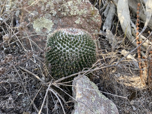 Foto de Mammillaria polythele é conhecida como "cacto-mamilo"