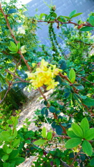 Rhamnus crocea