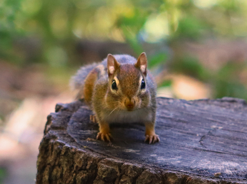 Eastern Chipmunk photographed in Connecticut