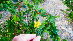 Rhamnus crocea