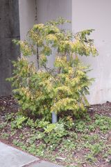 Torreya nucifera