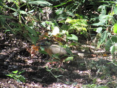 Morococcyx erythropygus