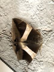 Bastilla praetermissa