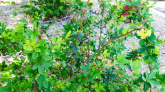 Rhamnus crocea
