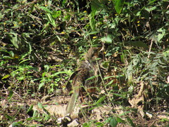 Morococcyx erythropygus