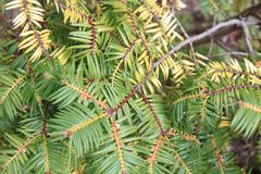 Torreya nucifera