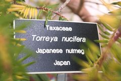 Torreya nucifera