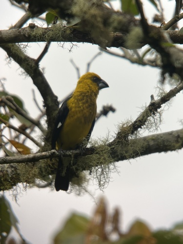 Black-thighed Grosbeak (Pheucticus tibialis), photo 4