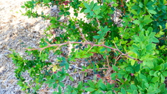 Rhamnus crocea