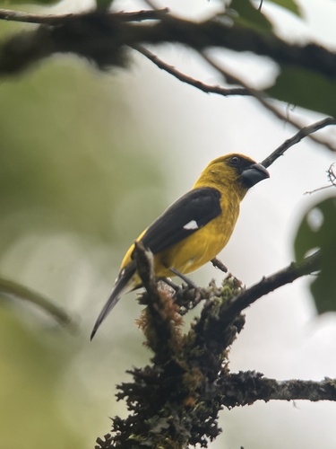 Black-thighed Grosbeak (Pheucticus tibialis), photo 4