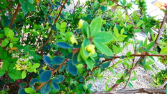 Rhamnus crocea