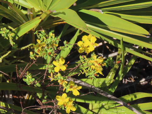 Flatwoods St. Johnswort (Hypericum microsepalum)