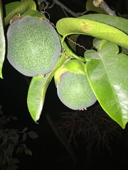 Passiflora ambigua