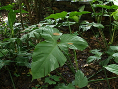 Philodendron barrosoanum