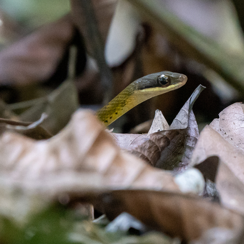 Barred Forest Racer