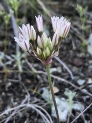 Allium diabolense