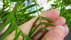 Harmonia axyridis