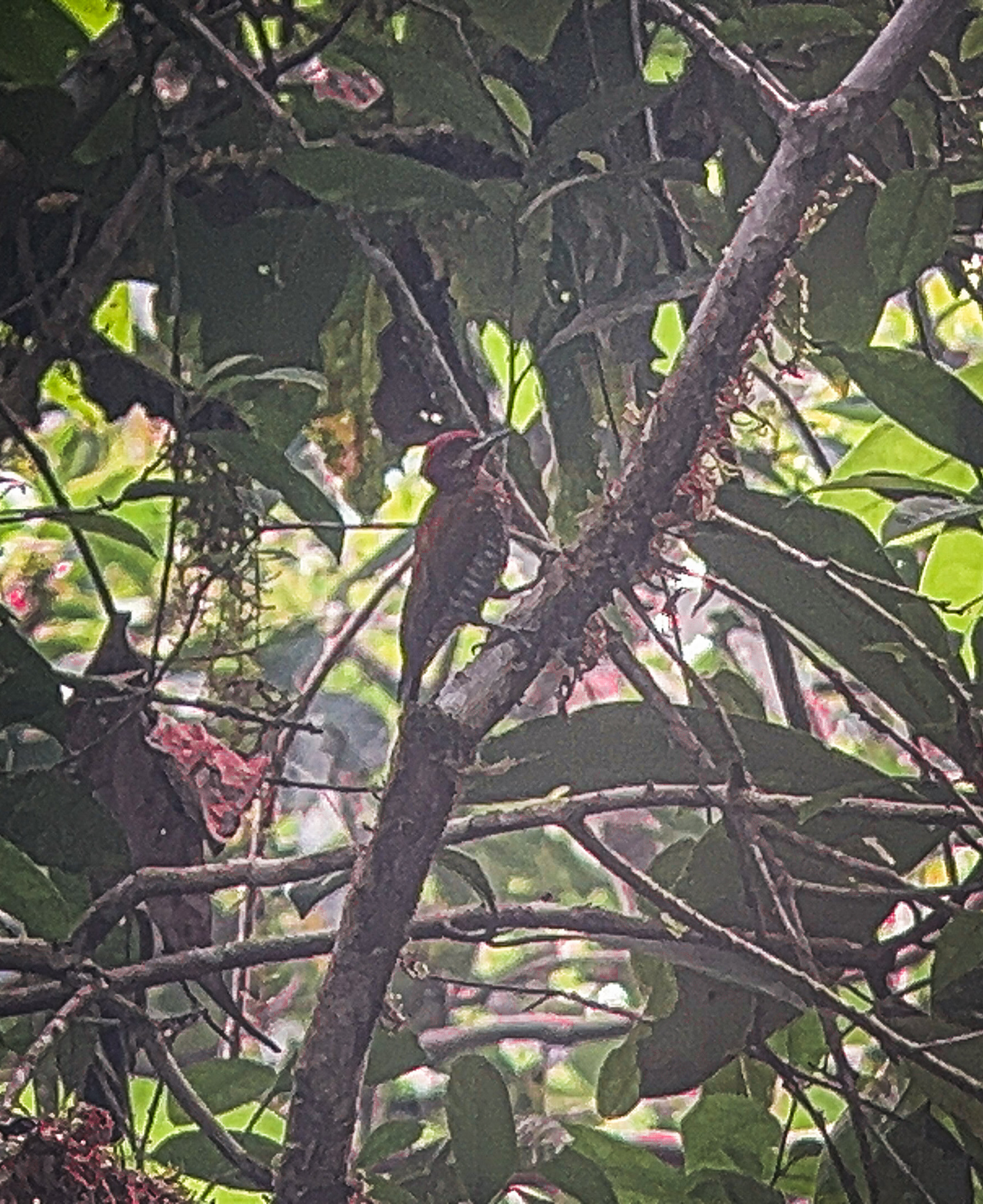 Stripe-cheeked Woodpecker (Piculus callopterus), photo 5