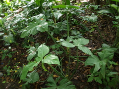 Philodendron barrosoanum