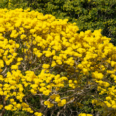 Handroanthus guayacan image