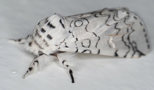 Americerura rarata