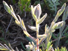 Chloropyron maritimum