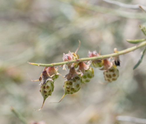 Psorothamnus arborescens var. simplifolius