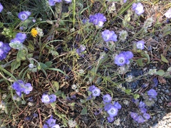 Phacelia divaricata