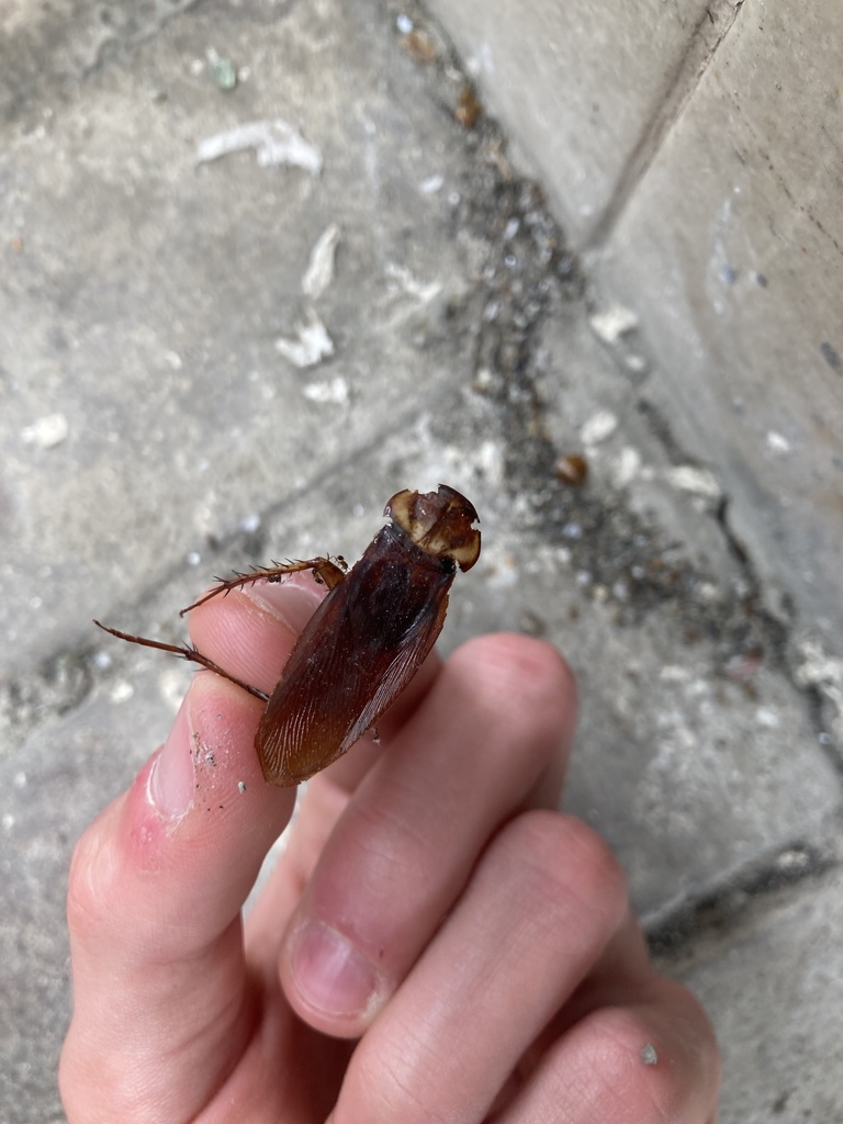 American Cockroach from Hong Kong Island, Nam Long Shan, Hong Kong ...