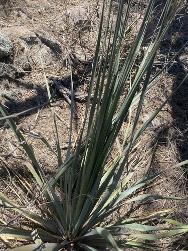 Foto de Sotol