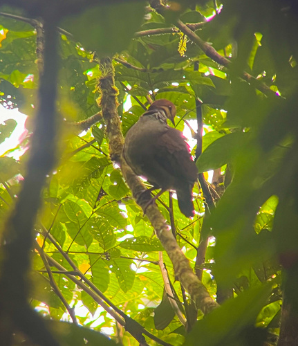 Russet-crowned Quail-Dove (Zentrygon goldmani)