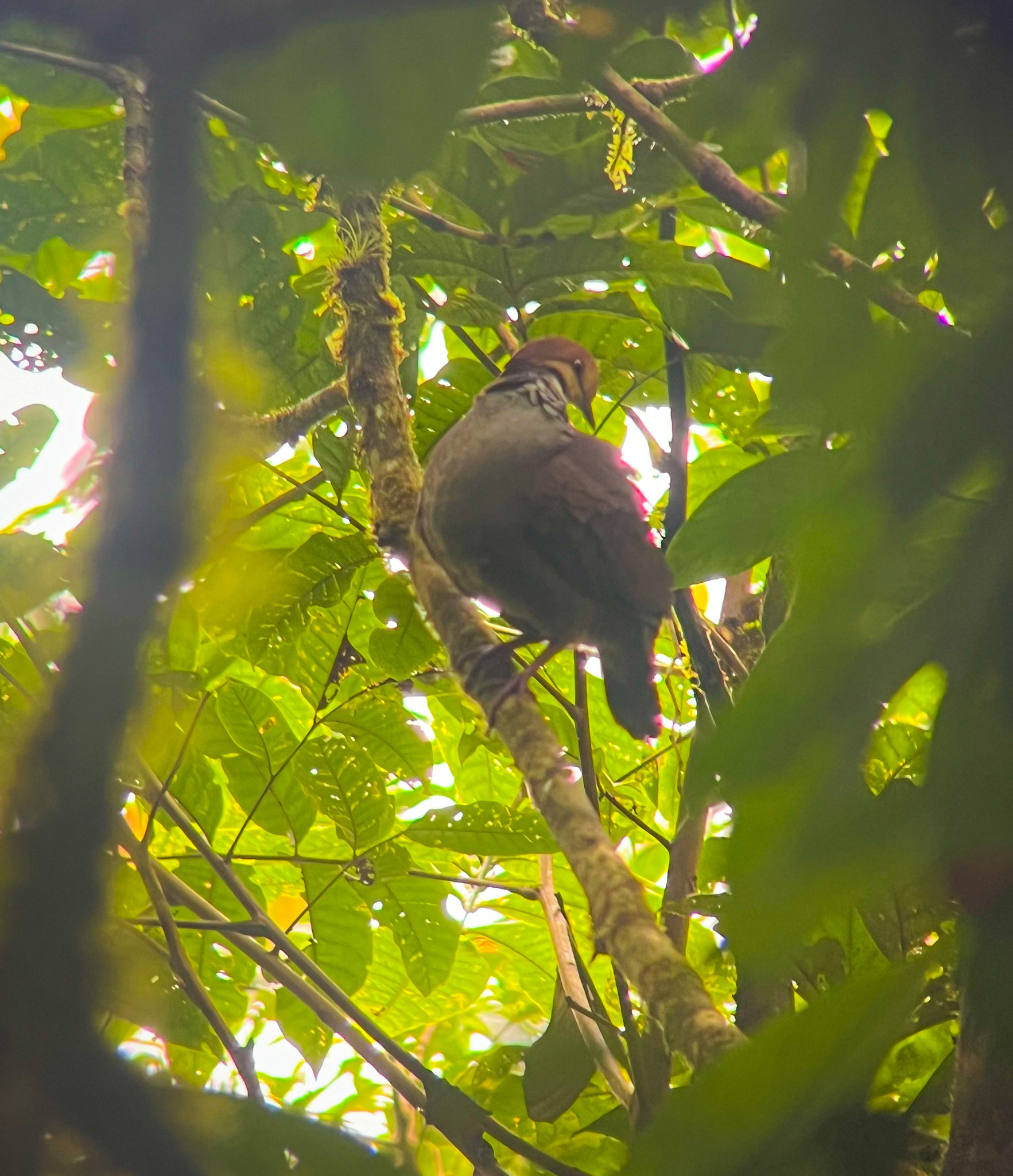 Russet-crowned Quail-Dove (Zentrygon goldmani), photo 1