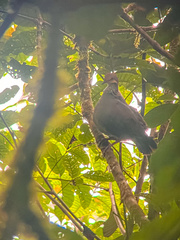Russet-Crowned Quail-Dove photo 3