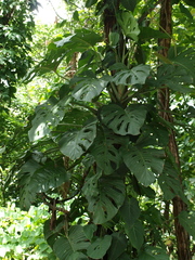 Monstera obliqua
