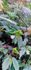 Begonia urticae image